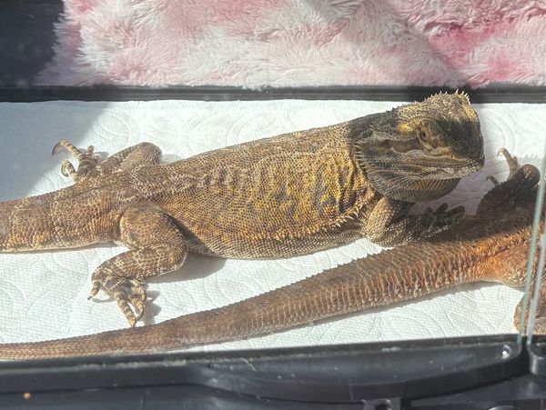 Bearded dragon basking in sunlight.
