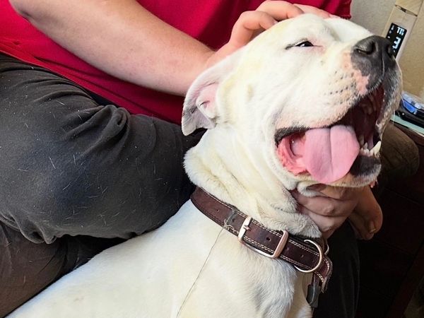 Smiling dog being petted.