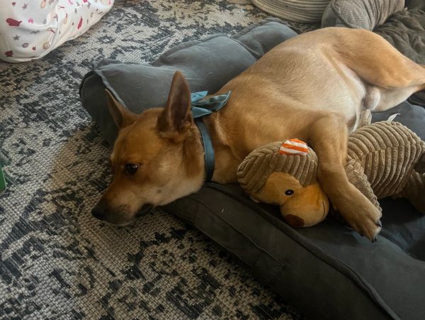 Dog lying on a cushion with a stuffed toy.