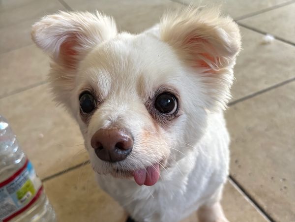 Close-up of a small white dog with its tongue out.