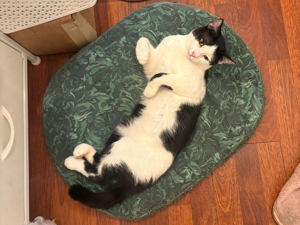 Black and white cat lounging on a green pet bed.