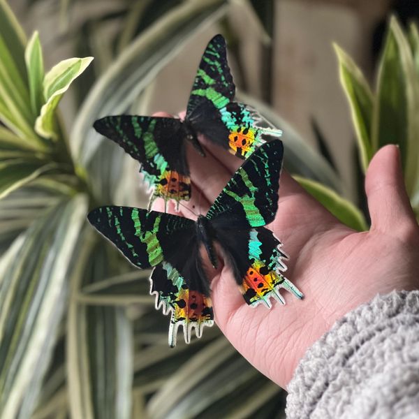 madagascan sunset moth