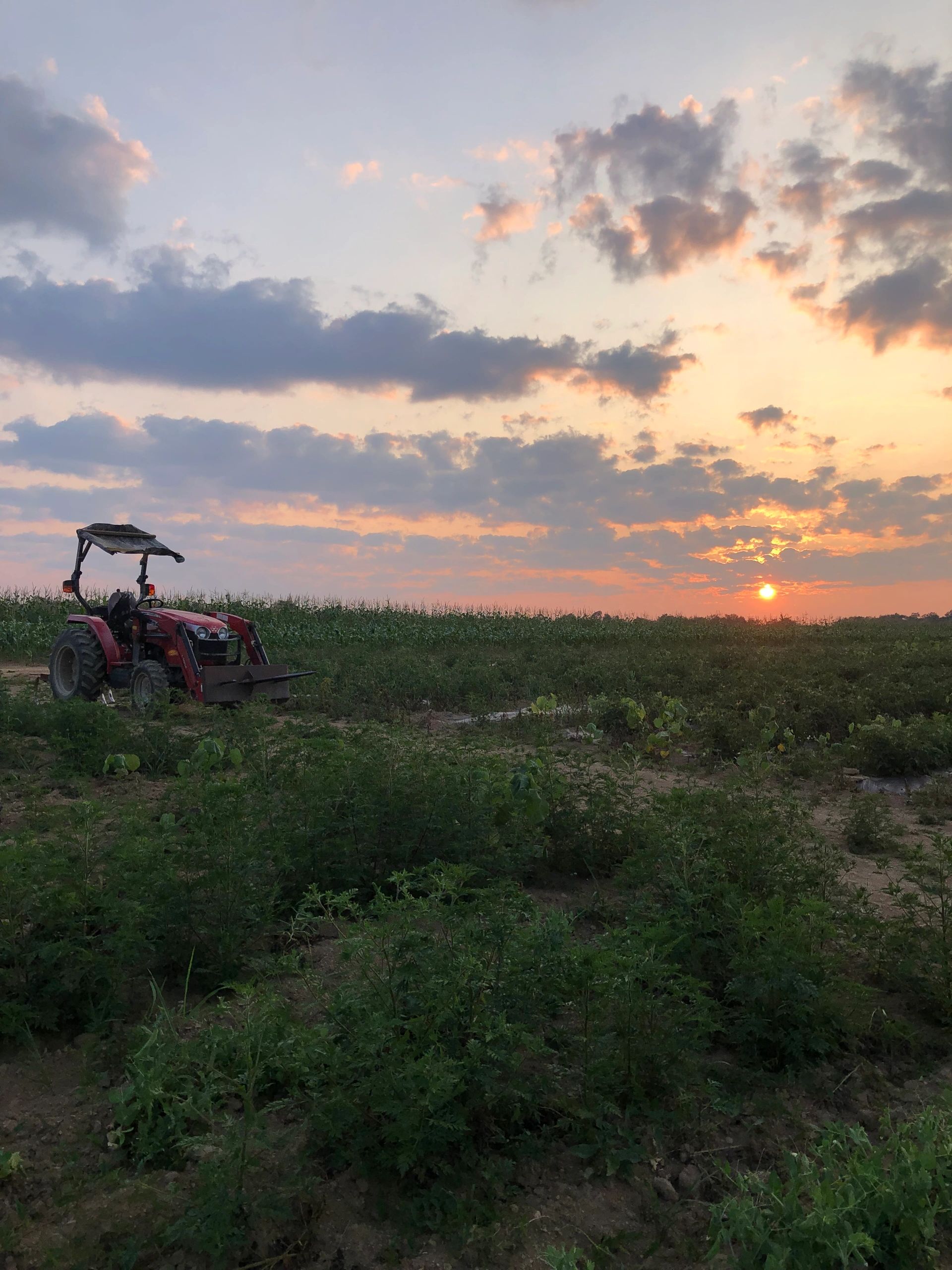 Big Maple Family Farm, LLC photo 5