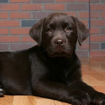 Labradorsofcedarwood Labradors Puppies Healthy Retrievers
