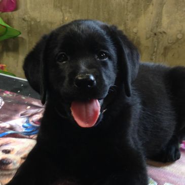 Labradorsofcedarwood Labradors Puppies Healthy Retrievers