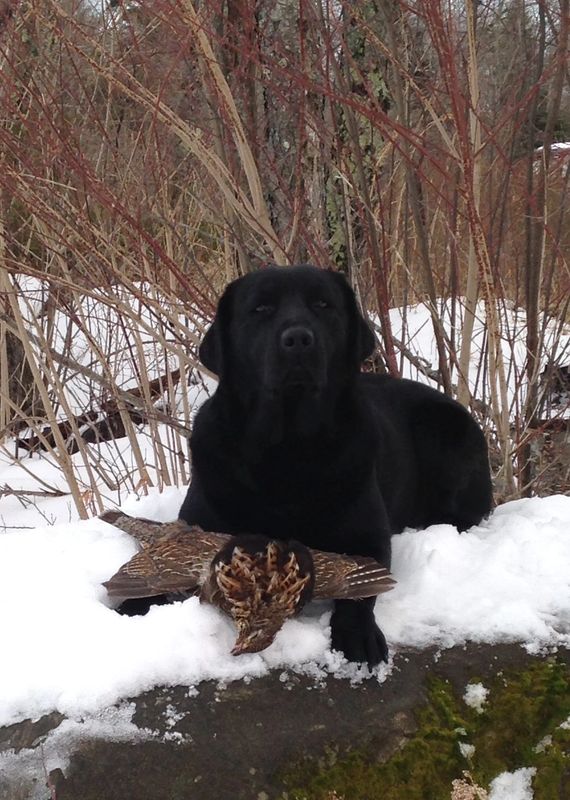Jensendistributionservices Black Labradors in the Snow Indoor or Outdoor Mat;  18 x 27 MI893026