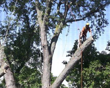 One of our climbers enjoying his job to the fullest.
