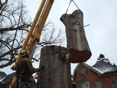 Our bucket truck is winch-equipped for sites with failed trees that can't be safely removed by climbing. 