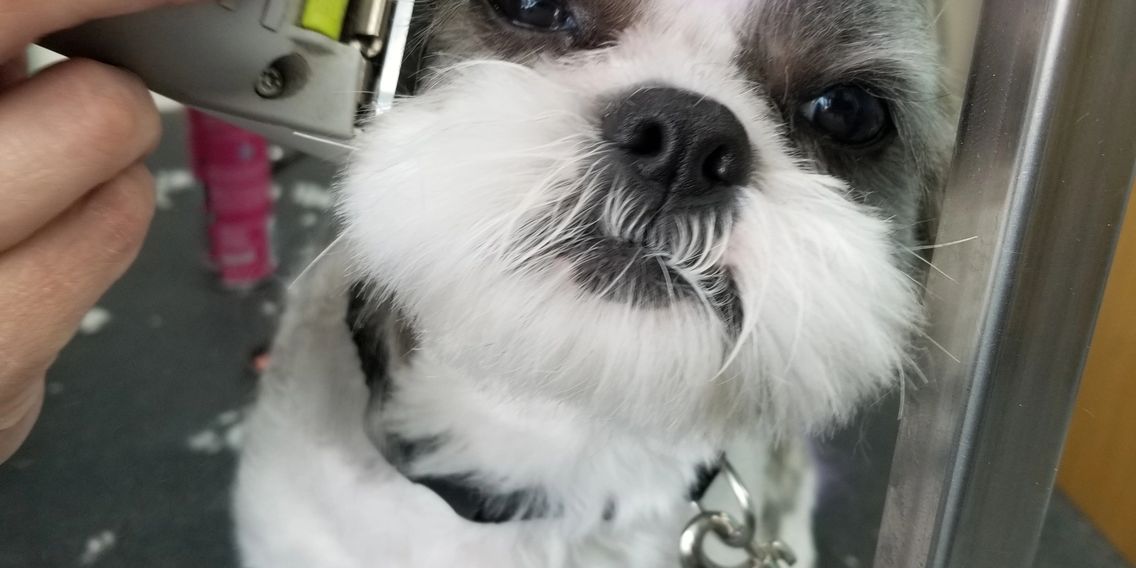 Pet Grooming, Daycare and Boarding Doggy Stylez Phoenix, Arizona