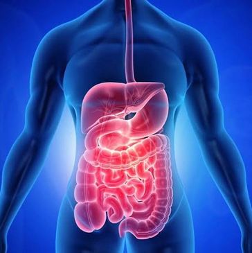 Aparato digestivo, desde esófago, estómago, intestino delgado, colon, hígado, vesícula biliar