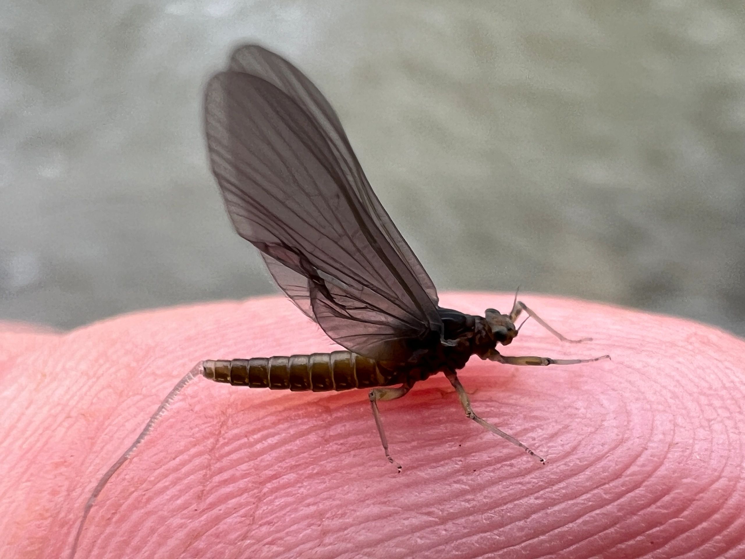 Spring In The Driftless