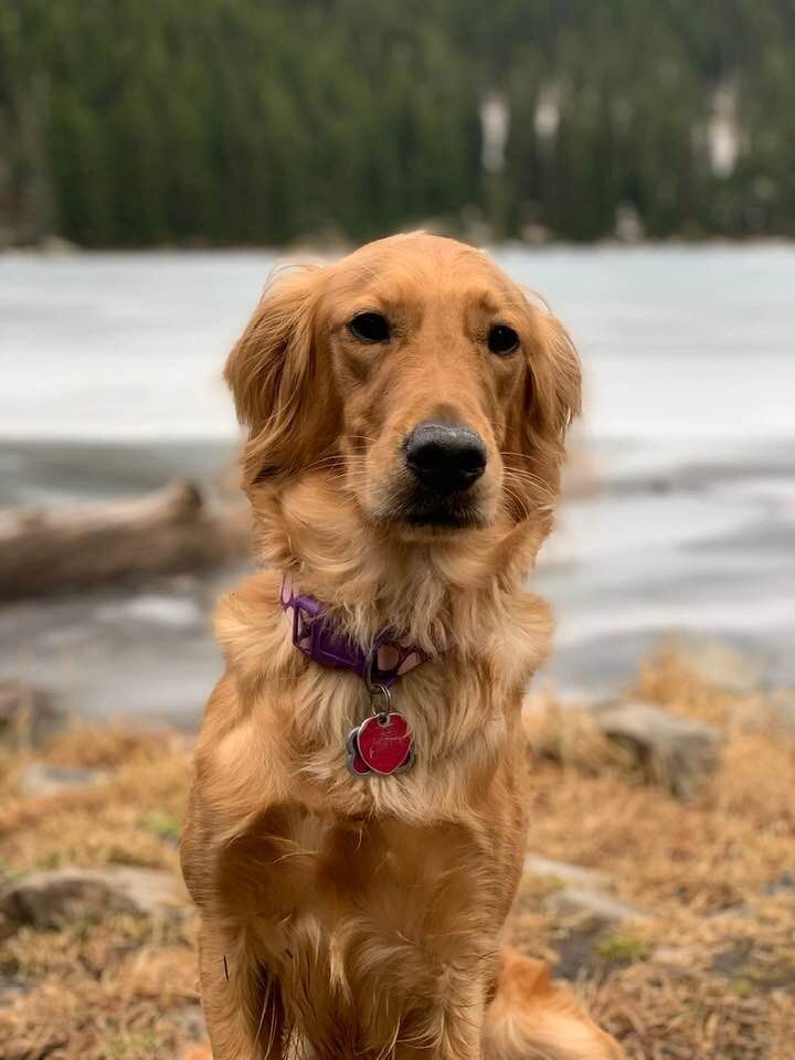 Callie's Golden Dandelion