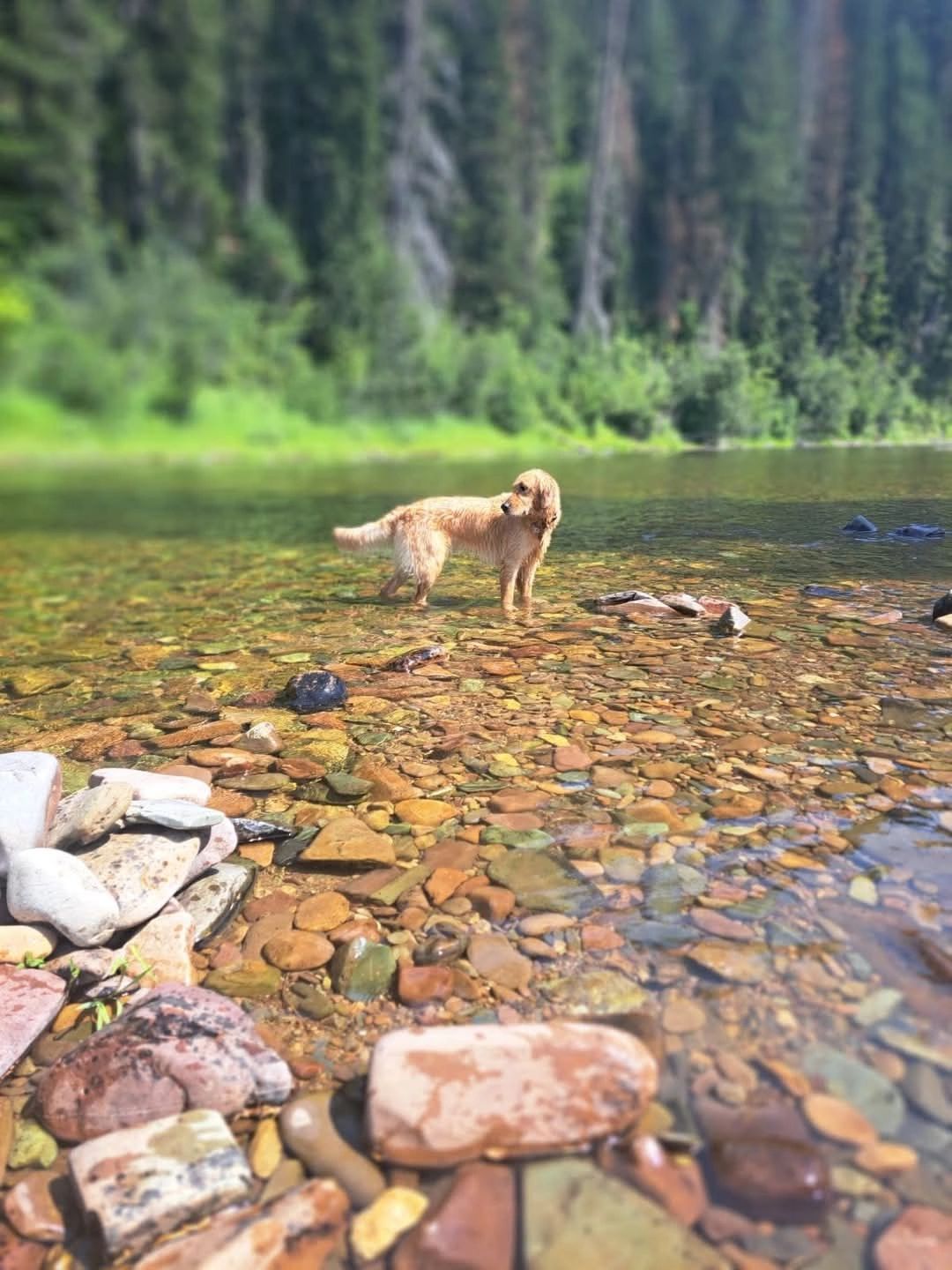 Maggie standing in a mountain creek