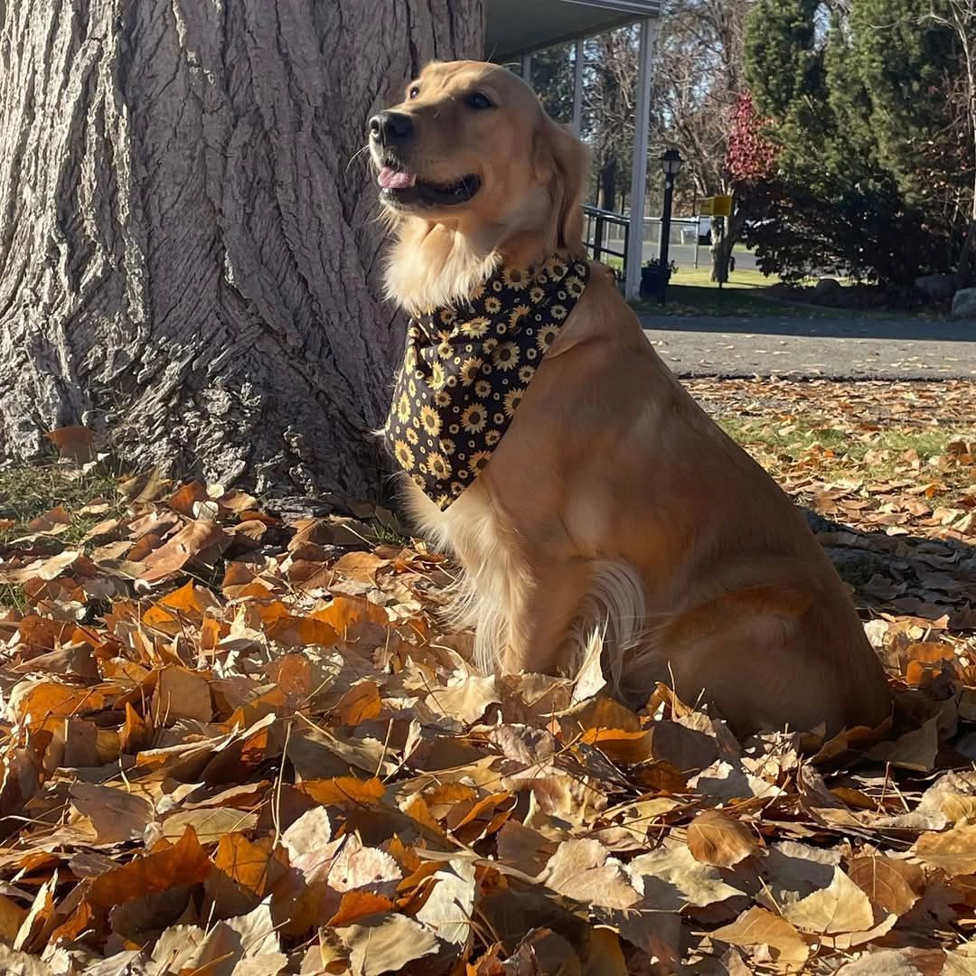 Daffodil pregnant with her 2nd litter in fall of 2023.