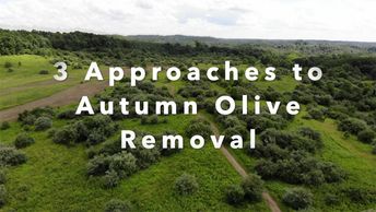 3 Approaches to removing the invasive plants Autumn olive (elaeagnus umbellata) and Russian Olive