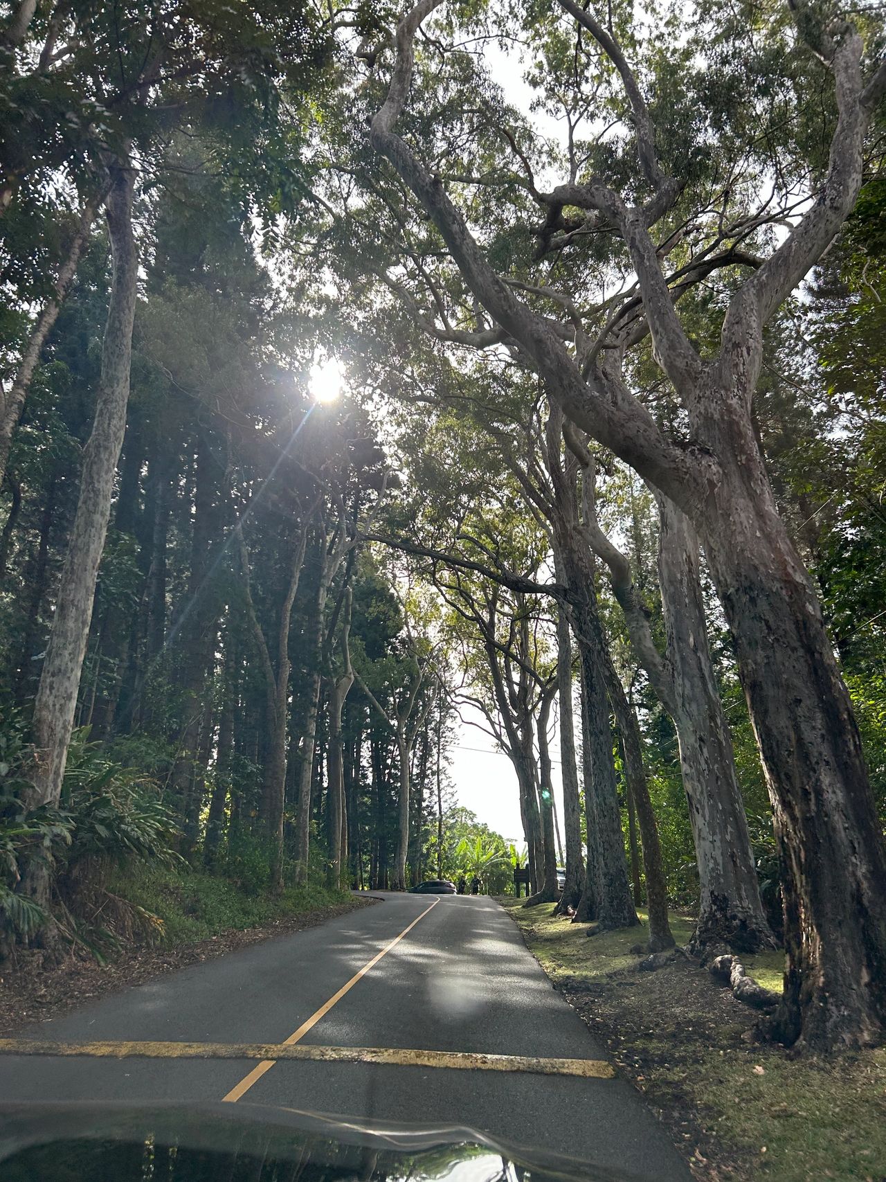 The tree-lined, winding road that leads to Pu'u Ualaka'a Wayside Park and the Nutridge Estate where the luau takes place. The tree-lined, winding road that leads to Pu'u Ualaka'a Wayside Park and the Nutridge Estate where the luau takes place.