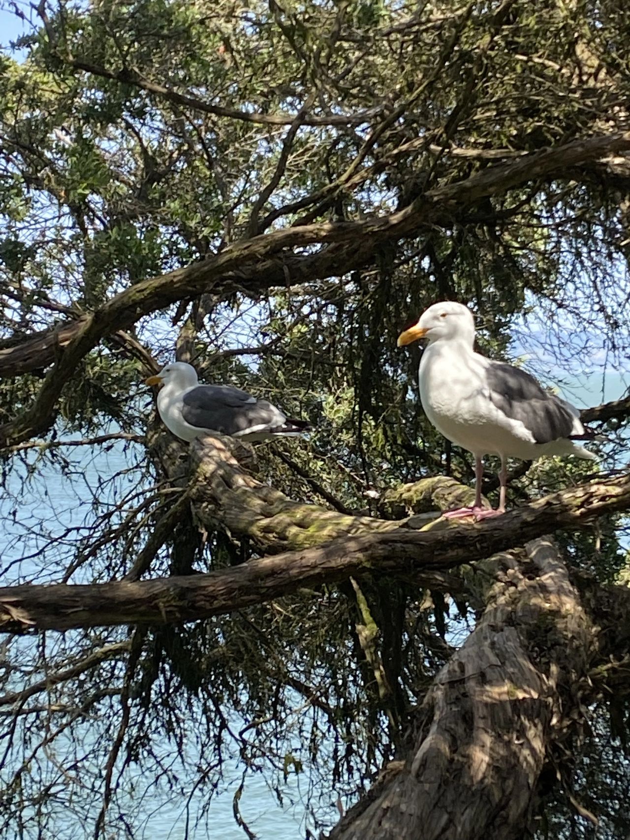 There are a ton of birds on Alcatraz Island. It is an official bird sanctuary, with over 5,000 nests throughout the area.