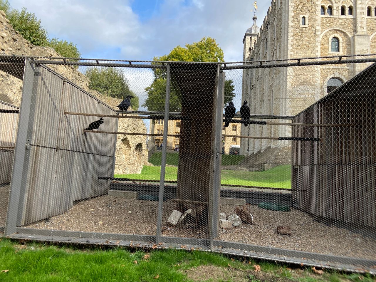 Since the time of Charles II, ravens have been in residence at the Tower of London. Without the ravens, he believed the monarchy would fall. The Tower of London maintains a total of six ravens on staff, under the watchful eye of their Beefeater Ravenmaster. 