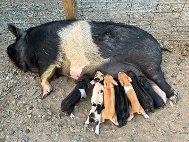A sow nursing her piglets.