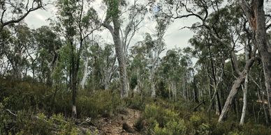 Dense eucalyptus forest with tall trees and green underbrush under a cloudy sky.