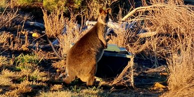 A wallaby standing near dry bushes in natural sunlight.