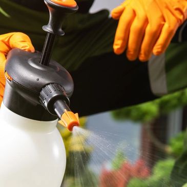 Customized Pest Control Solutions in Scottsdale AZ
