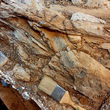 Dinosaur bone being worked on in a repository 