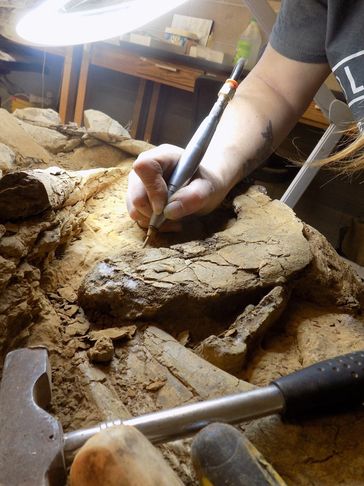 Nora using the air scribe to remove matrix from a fossil, this is what many volunteers get to do. 