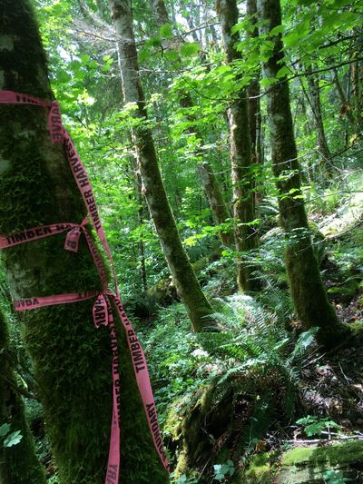 A tree marked for logging in Snohomish County, WA