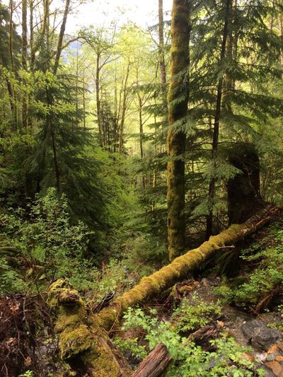 A path in a forest