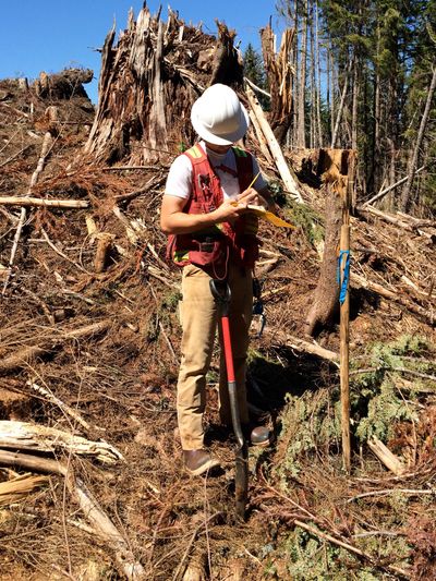 A Roots Forester makes a note in a recently planted clearcut.