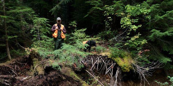 About Us Roots Forestry Consulting Llc