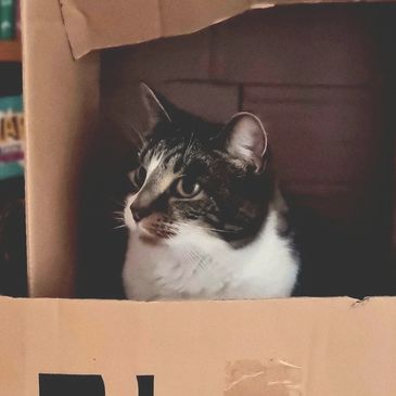 A cat sitting inside a cardboard storage box with books in the background.
