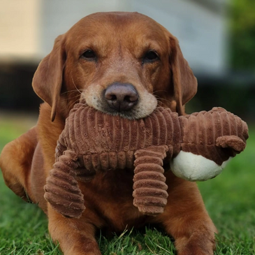 A brown dog lying on grass with a plush toy in its mouth.