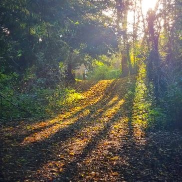 Sunlight filters through trees, casting long shadows on a forest path.