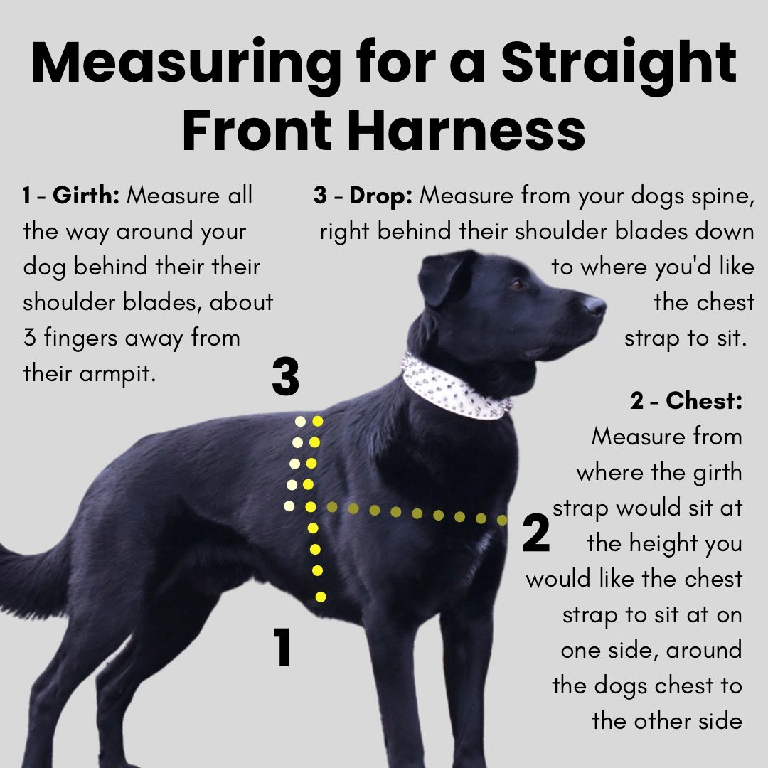 where do you measure girth on a dog