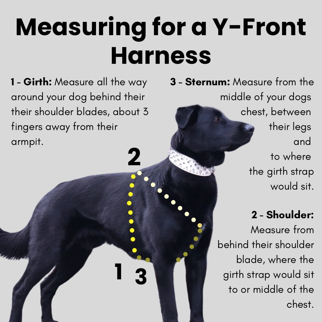 How Do You Measure For A Dog Harness