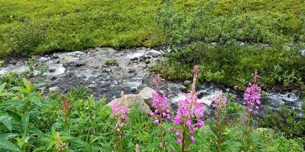 A beautiful stream in Alaska