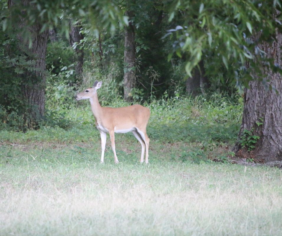 Austin Rv Park North