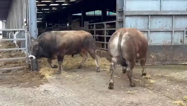 Young Bulls Vegas and Vinnie 22 mths old 