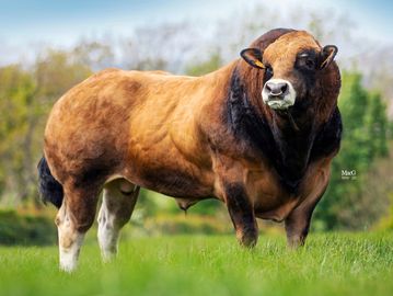 This Parthenaise Beef AI Sire is named 'Odeon'