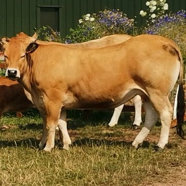 Parthenaise Heifer 'Killerwick Paris'