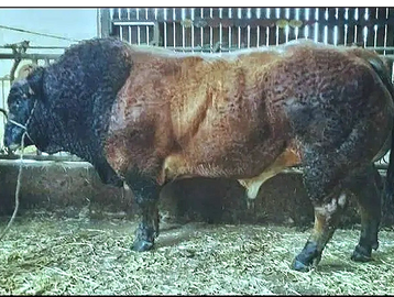 French Parthenaise Bull ' Fatal' Paris Agri Champion.