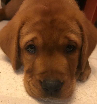 Red Lab Puppy