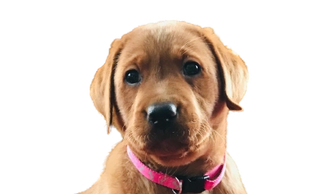 Red Lab Puppy