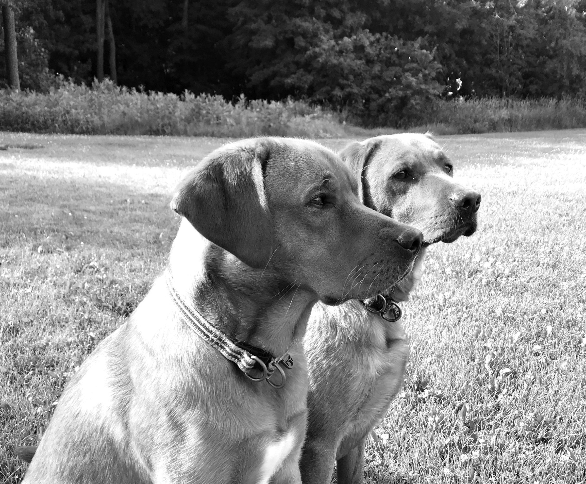 Kanabec Kennels Fox Red Labs Red Labs, Minnesota