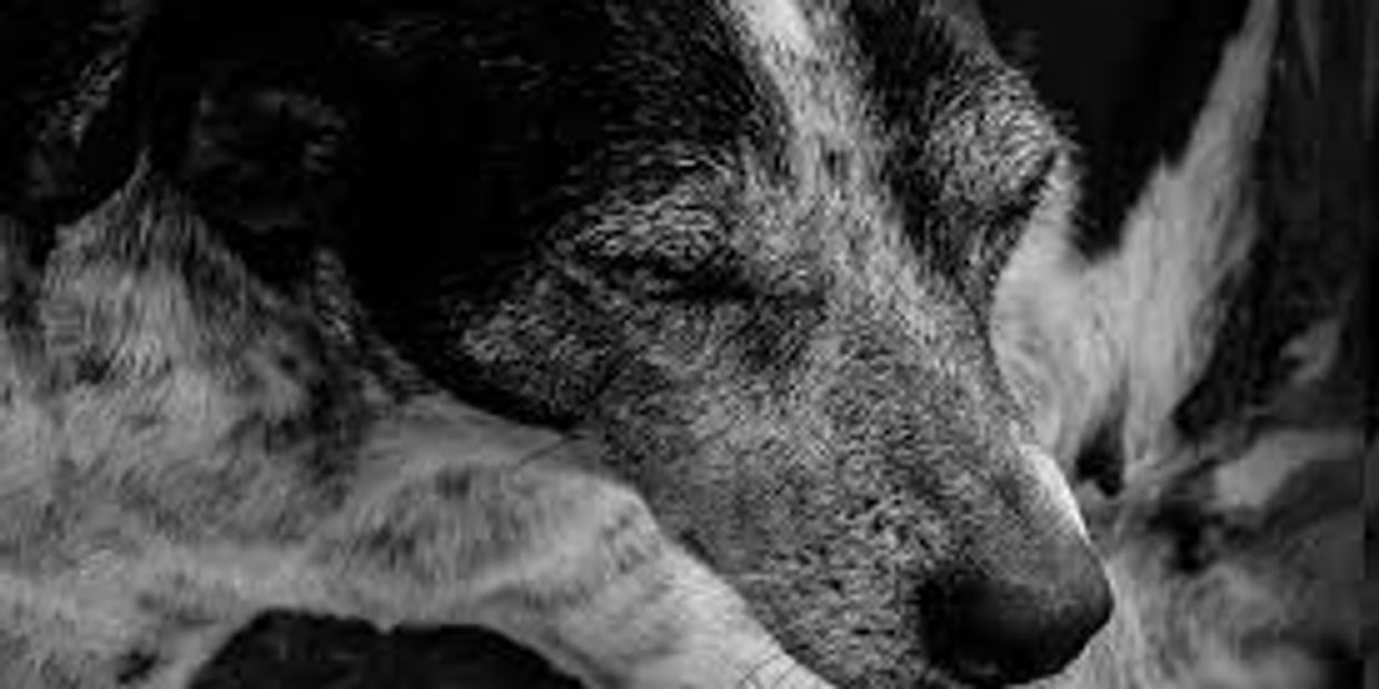 Close-up of a dog sleeping peacefully.