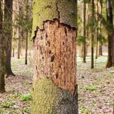 Tree bark stripped off revealing inner wood.