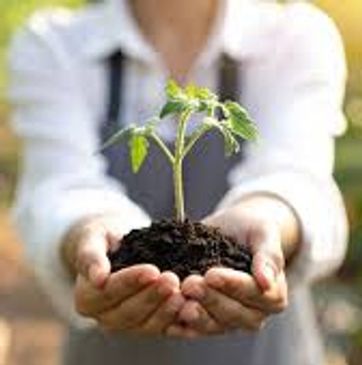 Person holding small plant with soil.