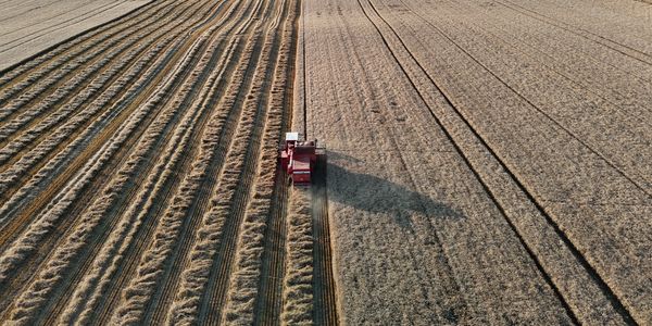 farm combine sowing the wheat fields in rows